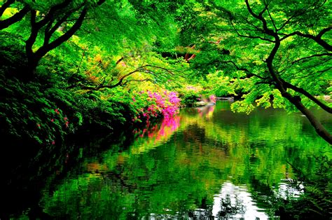 Download Green Flower Tree Reflection Spring Park Man Made Japanese ...