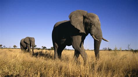 Animals: Male Elephants, Botswana, Africa, picture nr. 34059