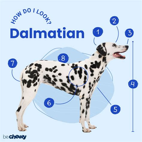 Dalmatian Breed: Characteristics, Care & Photos | BeChewy