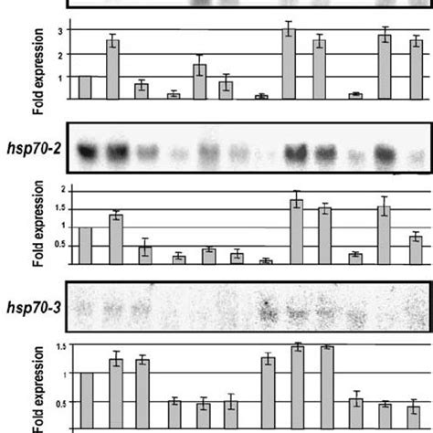 Relative gene expression levels of the three hsp70 gene family members... | Download High ...