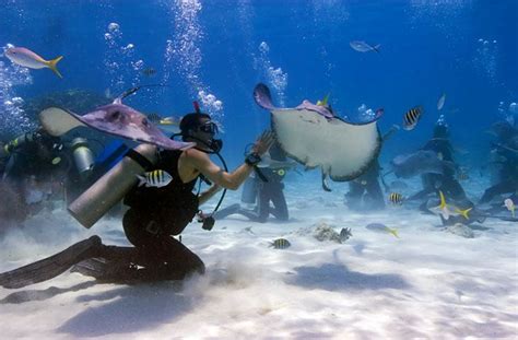 Stingray City - Grand Cayman, Cayman Islands - 10 Best Scuba Diving ...