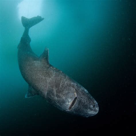 Greenland Shark / Rare Greenland Sharks Captured On Film In Canadian ...