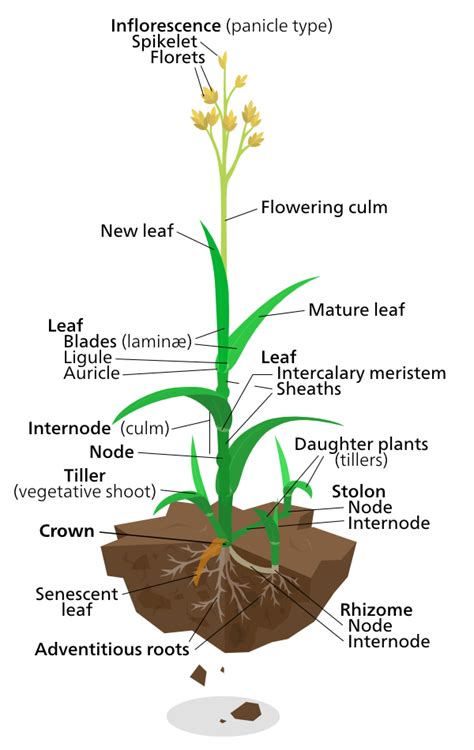 Fungal Diseases of Rice : Plantlet