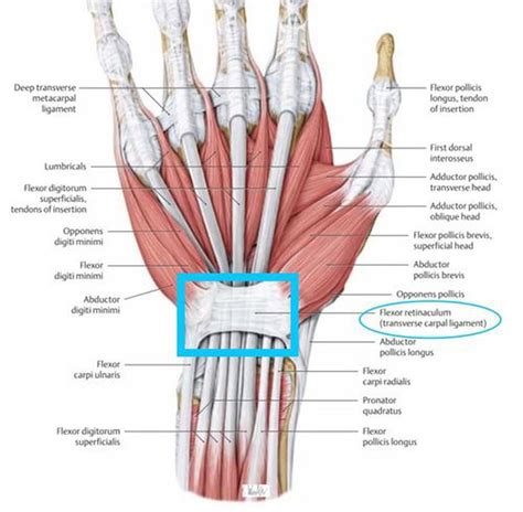 Flexor Retinaculum - MEDizzy