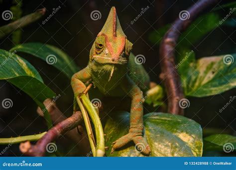 Close Up, Front View of Green Veiled Chameleon Chamaeleo Calyptratus. Stock Photo - Image of ...