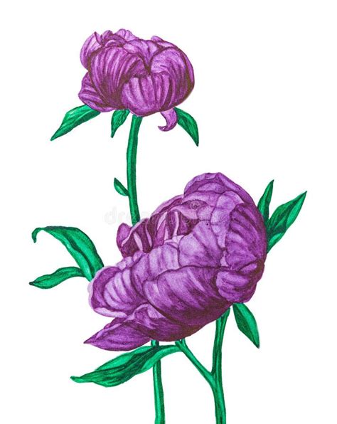 Two Purple Peonies, Watercolor Painting. Stock Photo - Image of bouquet ...