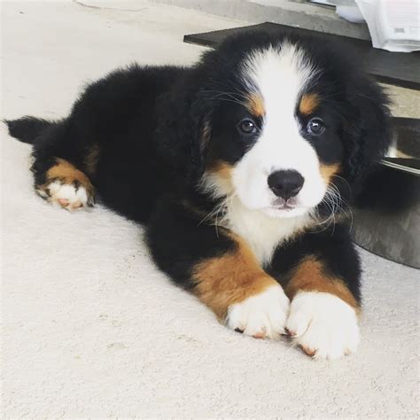 8 weeks old and already a mustache. | Cute dogs, Bernese mountain dog ...