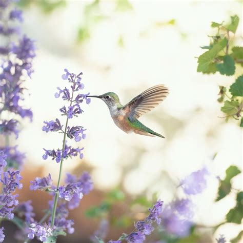 Nectar from flowers isn't the only thing that hummingbirds are attracted to. … in 2021 | How to ...