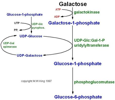 Galactose Metabolism ... | Biochemistry, Metabolism, Chemical energy