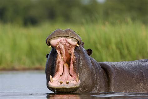 Hippopotamus Hippopotamus Amphibius Photograph by Vincent Grafhorst