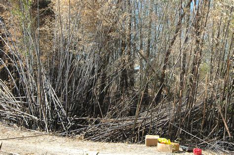 Dying bamboo takes out power pole/lines, crushing shed | Rock Tumbling Hobby