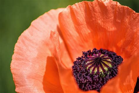 Poppy Flower Plant Turkish - Free photo on Pixabay - Pixabay