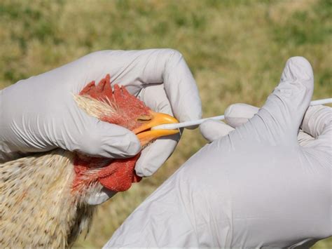 Four avian flu vaccines under review | Ontario Farmer