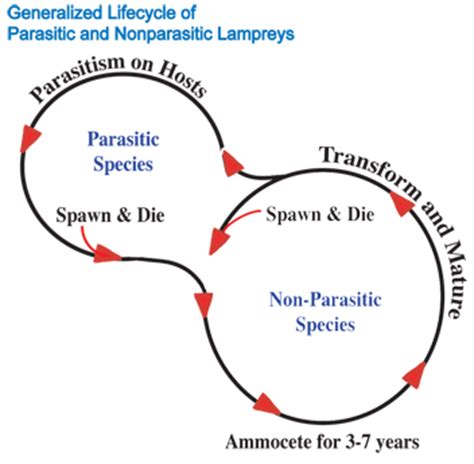 Life of a Lamprey | Fish Tales for Ohio