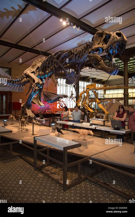 Complete t-rex skeleton in a museum. Vertical Stock Photo - Alamy