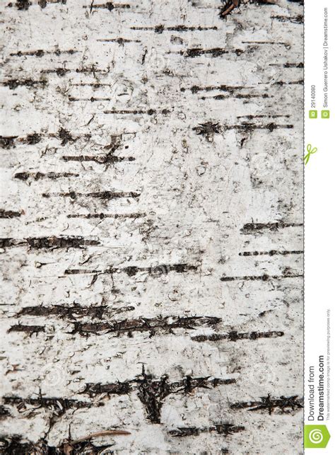 Birch Bark Wallpaper with Texture - WallpaperSafari