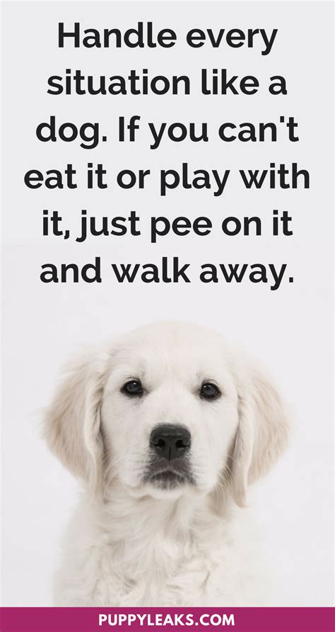 50 Cute & Funny Dog Quotes - Puppy Leaks