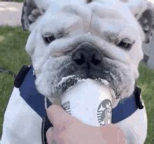 Bulldog Desmoines GIF - Bulldog Desmoines Drake - Discover & Share GIFs