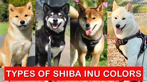 5 Types of Shiba Inu Colors Which Is Your Favorite ? / Shiba Inu Colors Types - YouTube