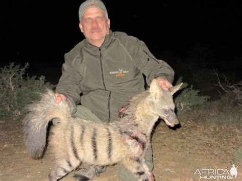 Hunting Aardwolf South Africa | AfricaHunting.com