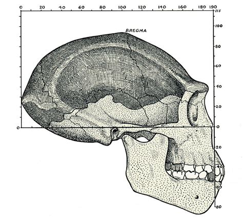 Homo Erectus Skull Photograph by Sheila Terry