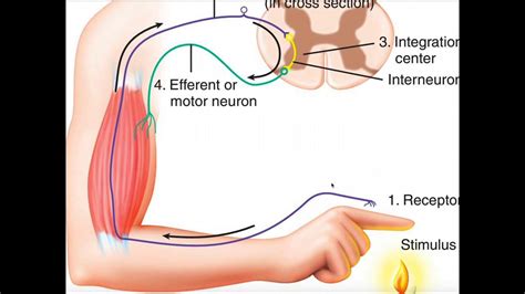 What Is A Polysynaptic Reflex