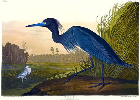 Blue Crane or Heron Antique Bird Print John Audubon Birds of America ...