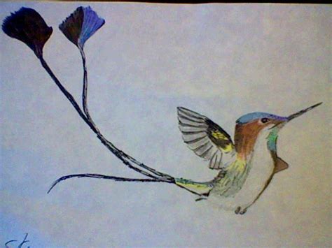 Marvelous Spatuletail Hummingbird by Chaos--Flame on DeviantArt