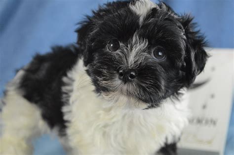 Havanese Puppies for Sale | Royal Flush Havanese