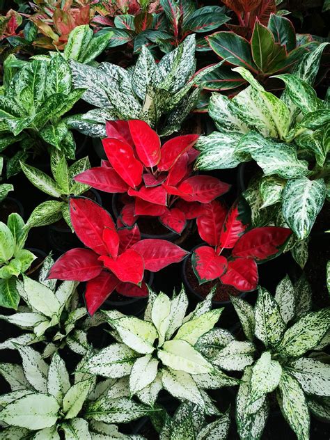 New Chinese Evergreen (Aglaonema) hybrid plants. Tips for growing: https://www.houseplant411.com ...