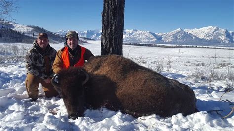 Jackson Hole Wyoming Bison Hunt 2015 - YouTube