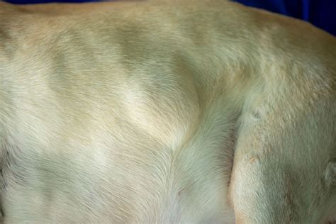 13 Pictures of Dog Tumors, Cysts, Lumps & Warts