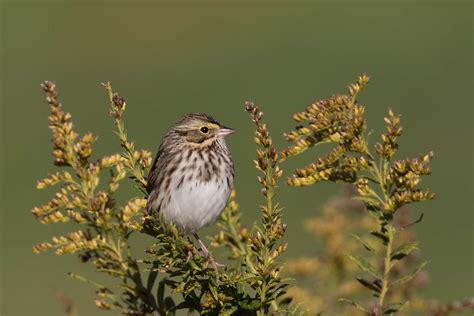 SOLD OUT: Bird Walk! - Howard County Conservancy