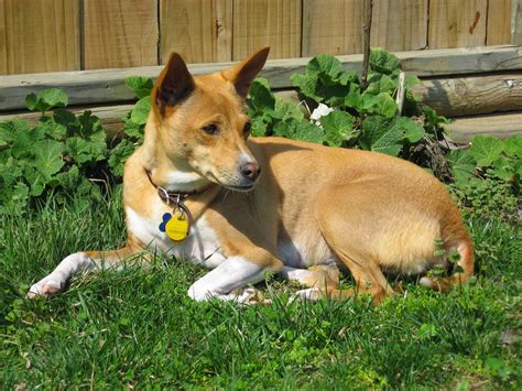 Basenji Rescue and Transport Blog: November 2014