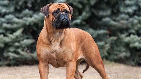 Methods to Train Bullmastiff - Strategies and Techniques for Easy Training of Pets