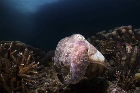 Portrait of a broadclub cuttlefish on coral reef — Animal Themes ...