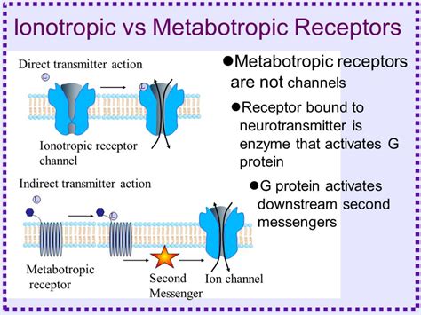 ionotropic vs metabotropic - جستجوی Google | Neurotransmitters ...