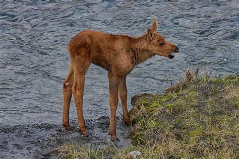 Baby Moose Photograph by John Haldane