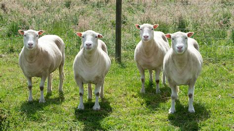 'Sister Clones' Of Dolly The Sheep Are Alive And Kicking : Shots - Health News : NPR