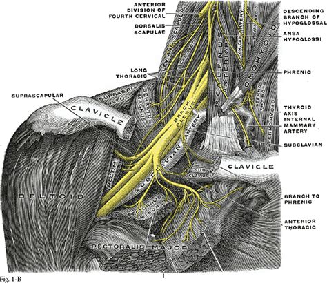 Surgical Anatomy Of The Supraclavicular Brachial Plexus Docslib | The ...