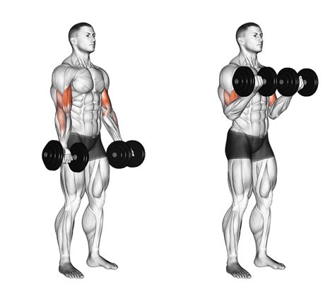 Dumbbell Curls: The Ultimate Guide to Sculpted Arms