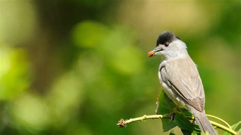 Blackcap | The Wildlife Trusts