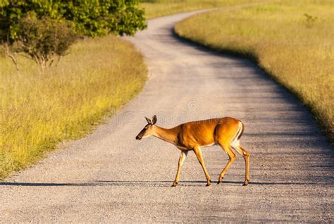 Six Point White-tailed Deer Stock Image - Image of grayish, odocoileus: 3250975