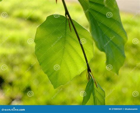 Green Leaves, Shallow Focus Stock Image - Image of leaves, color: 37080569