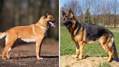 Belgian Malinois vs German Shepherd: 11 Key Differences | Puplore