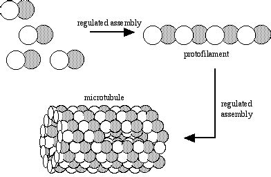 Estructuras y funciones de los microtúbulos | Chad Wilken's