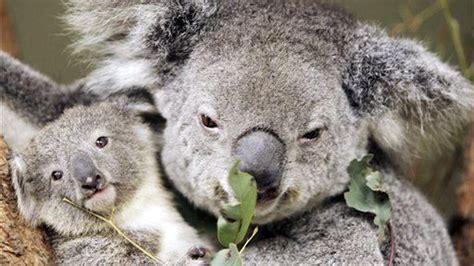 Woman learns koalas have 'big teeth' the hard way | Fox News