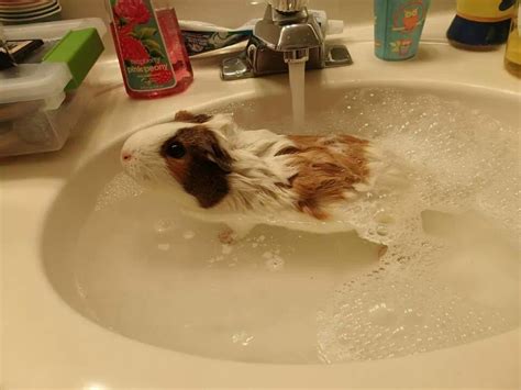 14 Squeaky Clean Guinea Pigs Soaking Up A Good Bath