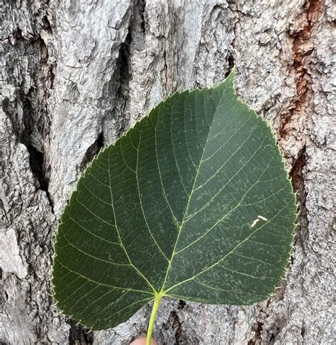 American Linden Tree Leaves