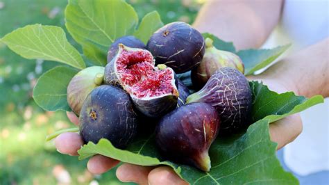 Fresh Figs Vs. Dried: Is There A Nutritional Difference?